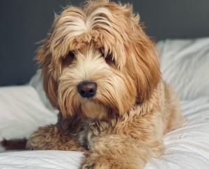 Labradoodle puppies for sale in Delaware