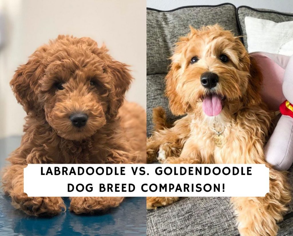 how big do golden labradoodles get