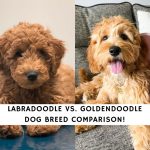 Labradoodle vs. Goldendoodle