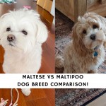 Maltese vs Maltipoo