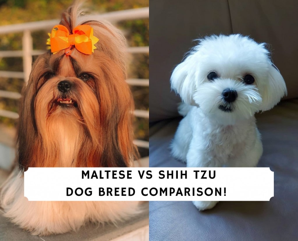 are bichon shih tzu good dogs