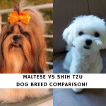 Maltese vs Shih Tzu