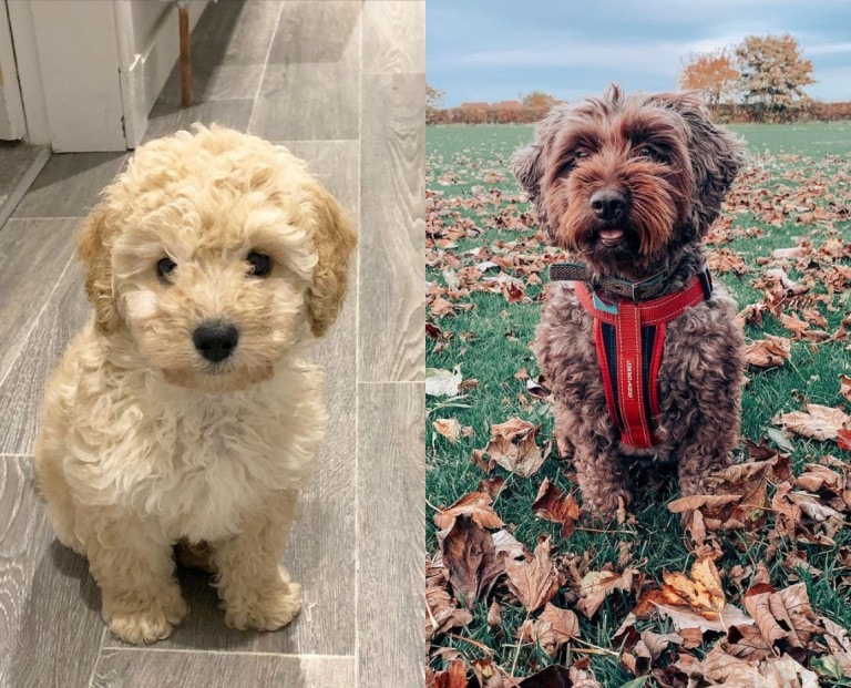 Maltipoo vs Cockapoo – Dog Breed Comparison!