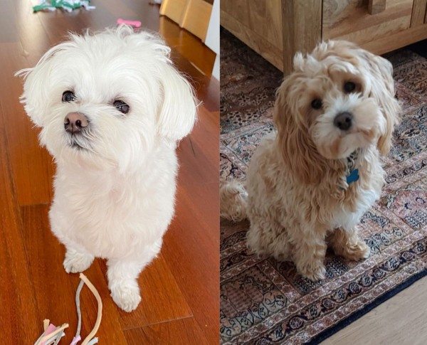 Maltese vs Maltipoo - Dog Breed Comparison! (2024) - We Love Doodles