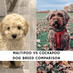 Maltipoo vs Cockapoo