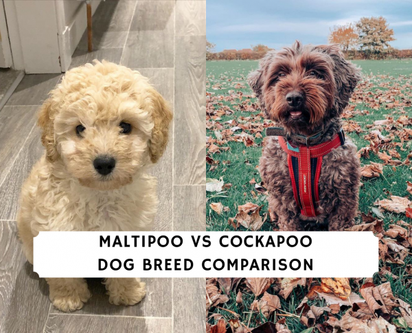 Maltipoo vs Cockapoo – Dog Breed Comparison!