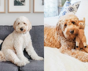  Mini Goldendoodle ou Mini Labradoodle 