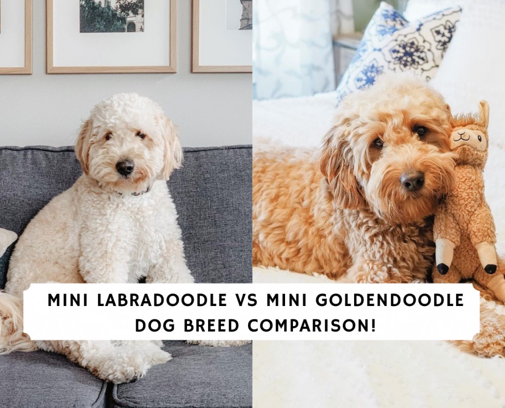 Mini Labrador vs Mini Goldendoodle