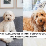 Mini Labradoodle vs Mini Goldendoodle