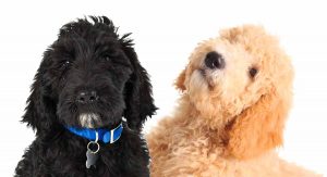  Mini Labradoodle vs Mini Goldendoodleudseende: hvordan ser de ud?