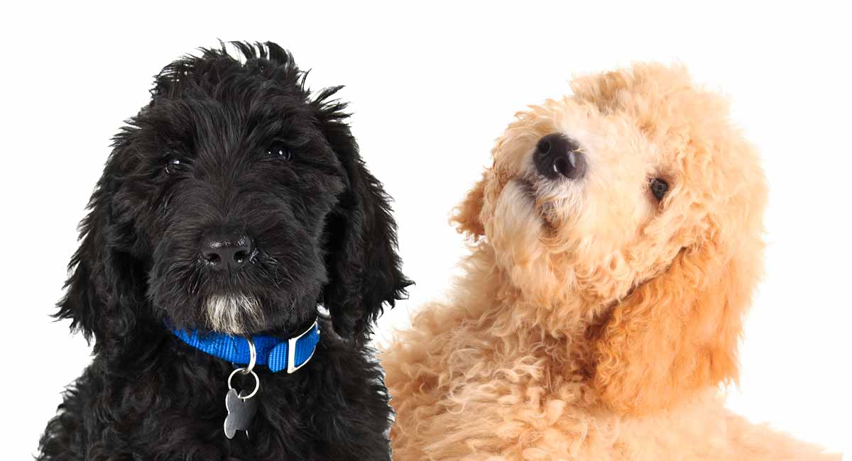 Mini Labradoodle vs Mini Goldendoodle Dog Breed Comparison! (2024