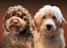 Mini Labradoodle vs Mini GoldendoodleTemperament: hoe gedragen ze zich?