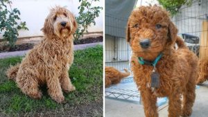 Mini Labradoodle vs Mini Goldendoodle Entrenamiento: ¿Se pueden entrenar fácilmente?