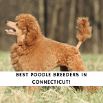 Poodle Breeders in Connecticut