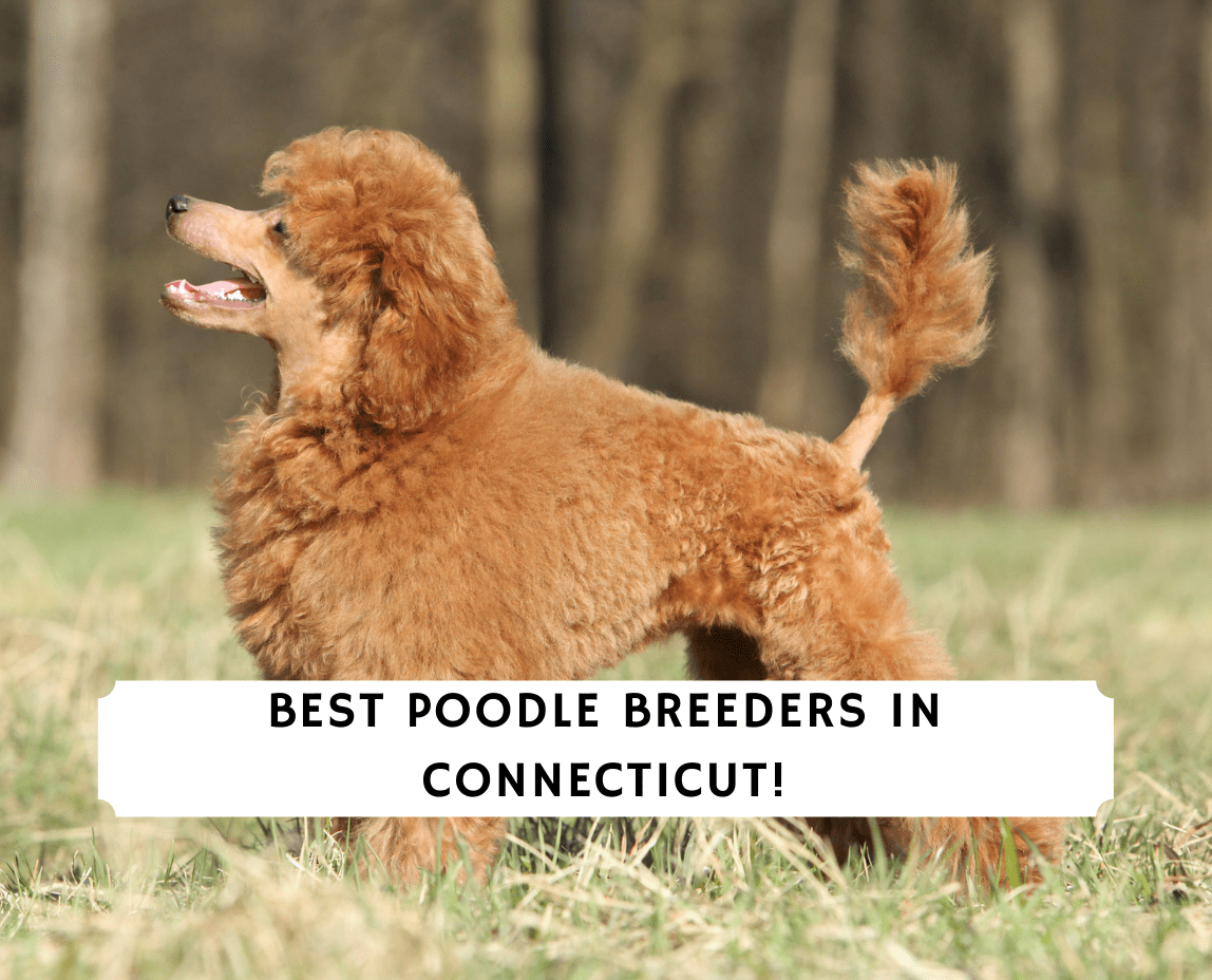 best clippers for toy poodles