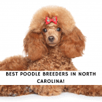 Poodle Breeders in North Carolina