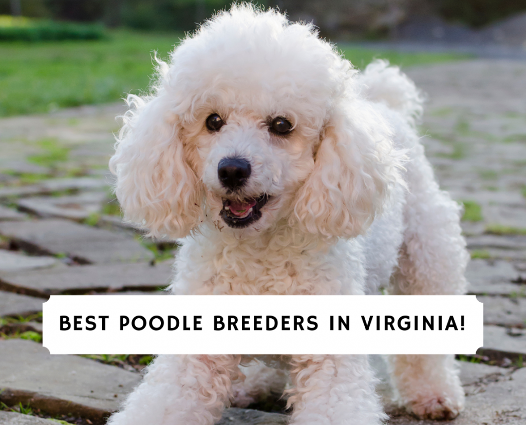 Eriand Poodles - Long Island Poodle Breeder - Poodle, Miniature poodle  puppy, Poodle puppy