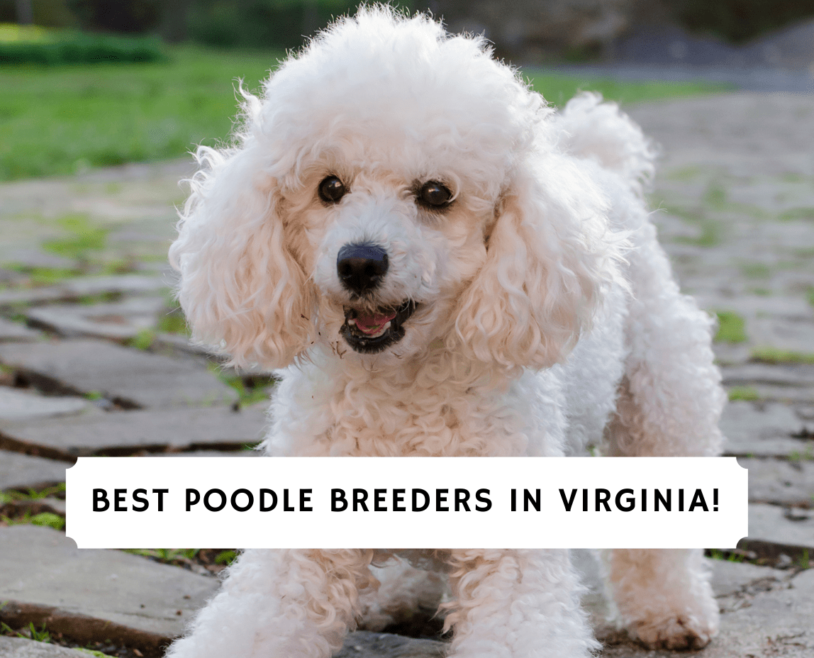 8 Best Poodle Breeders In Virginia 2021 We Love Doodles