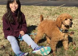 TheMoyenPoodle.com - Premium Moyen Poodle Breeders in Texas