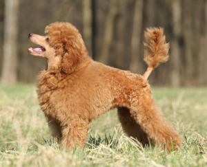 how do you take care of a new toy poodle puppy