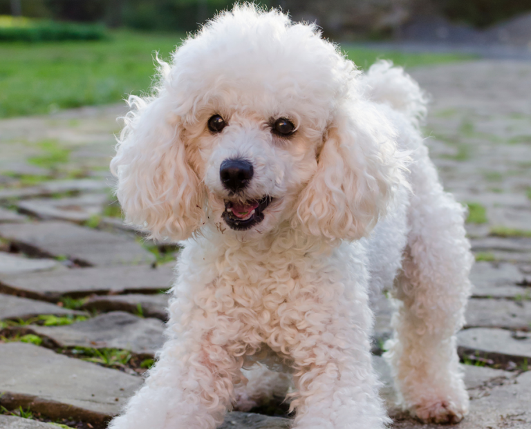 9 Best Poodle Breeders in Virginia!