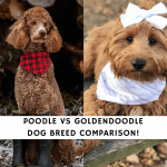 Poodle vs Goldendoodle