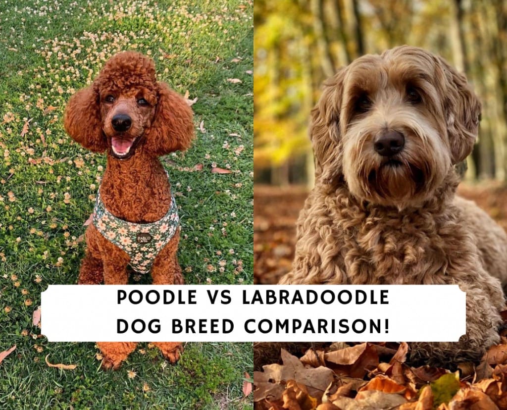 Poodle vs Labradoodle