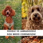 Poodle vs Labradoodle