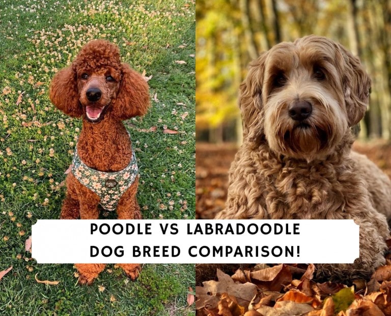 Poodle vs Labradoodle - Dog Breed Comparison! (2024) - We Love Doodles