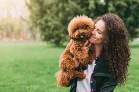 Poodle vs Labradoodle Costs