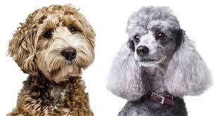 Poodle vs Labradoodle Size: Which is Bigger?