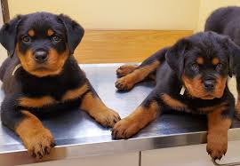 6 Best Rottweiler Breeders In Texas 2021 We Love Doodles