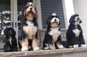 SIZE AND APPEARANCE Bernedoodle vs. Labradoodle