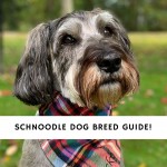 Schnoodle-Dog-Breed-guide
