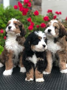 bernedoodle sheepadoodle temperament