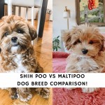 Shih Poo vs Maltipoo