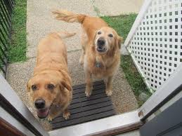 Southeastern Virginia Golden Retriever Rescue-SEVA GRREAT