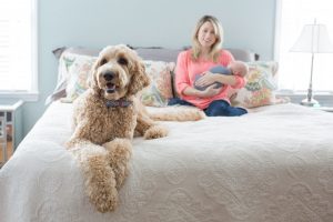 what is the difference between an american labradoodle and an australian labradoodle