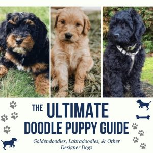 The Ultimate Doodle Puppy Guide.png