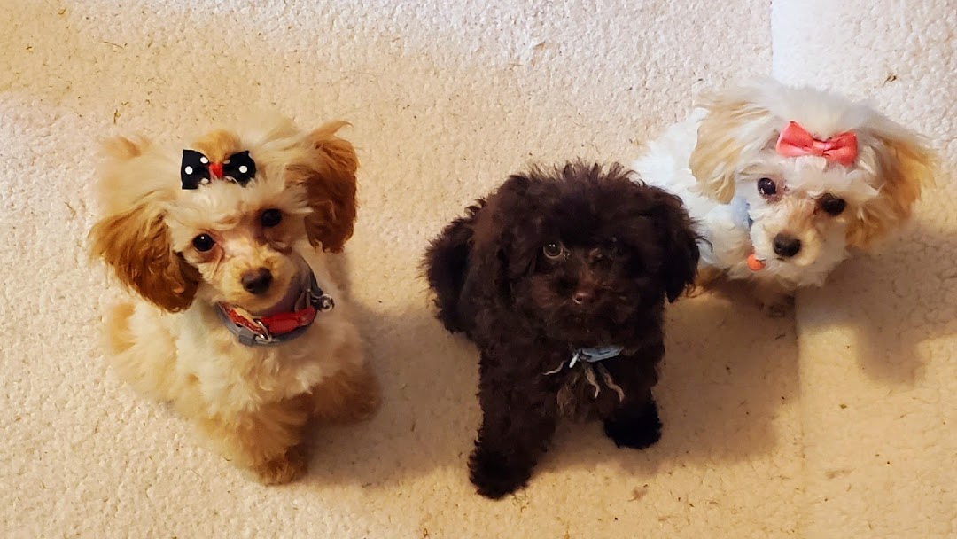 9 Best Poodle Breeders in Virginia!