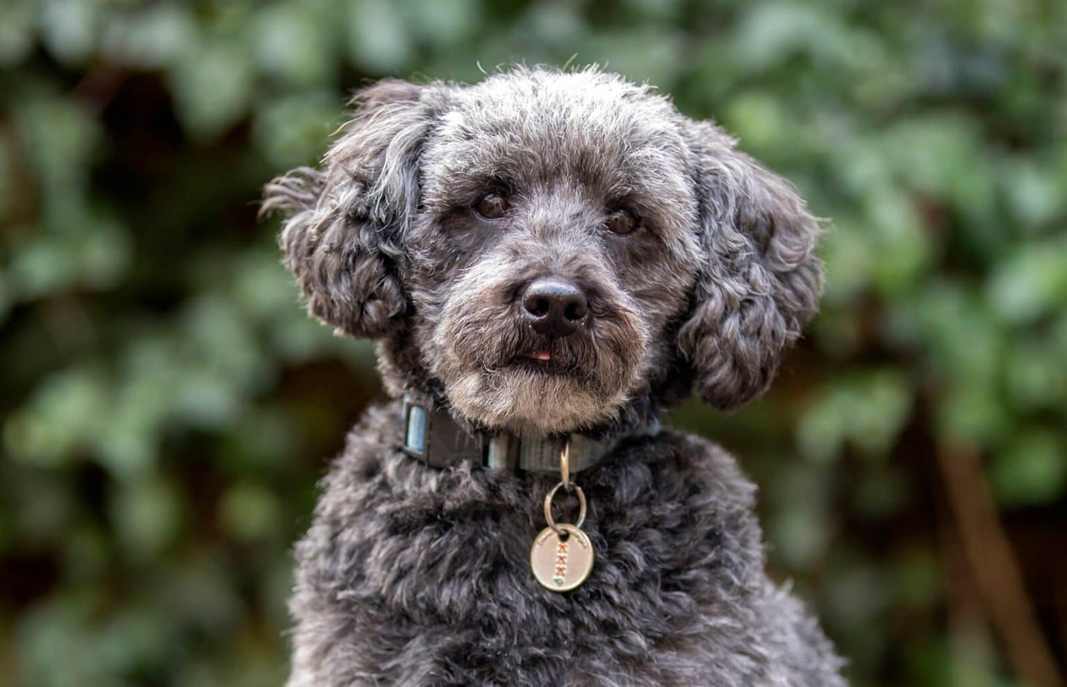 Schnoodle Dog Breed Guide Everything you need to know!