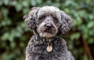 Schnoodle Personality & Temperament