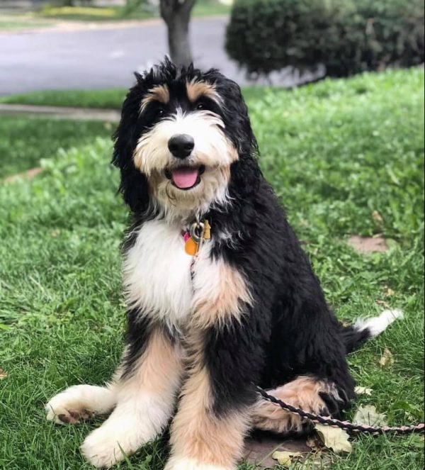 sheepadoodle-vs-bernedoodle-dog-breed-comparison-we-love-doodles
