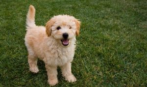 What is the Goldendoodle