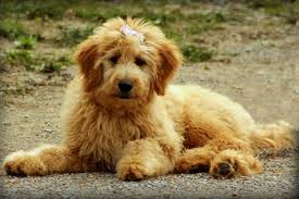 When Is A Labradoodle Full Grown