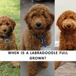 When is a Labradoodle Full Grown_