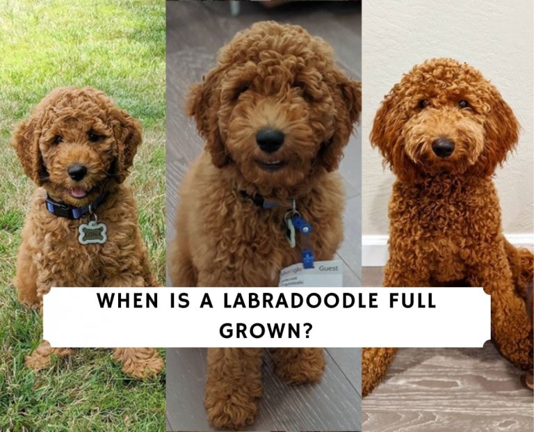 When Is A Labradoodle Full Grown? (2024) - We Love Doodles