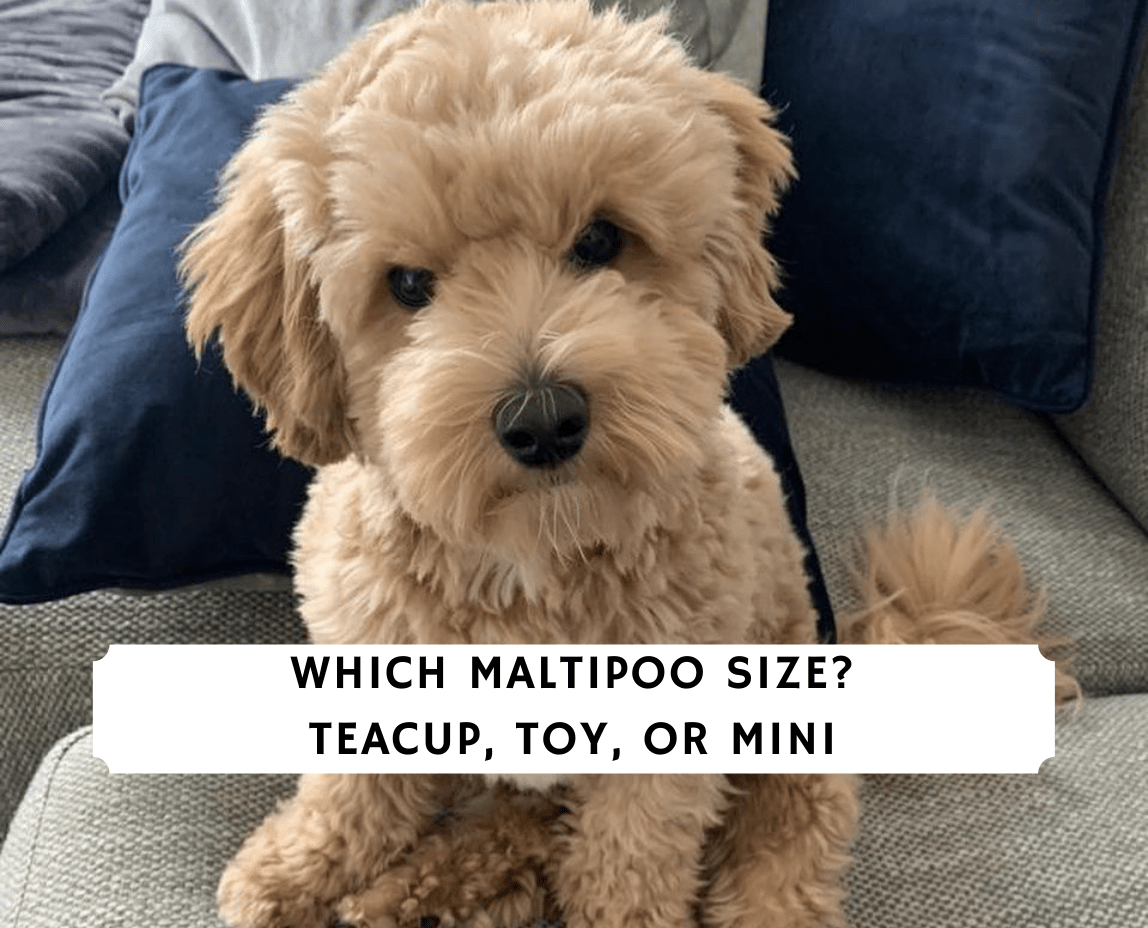 Micro Teacup Maltipoo Full Grown