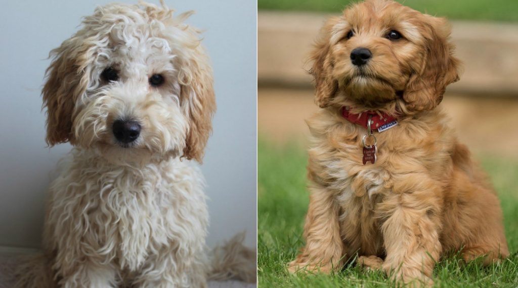 labradoodle-vs-goldendoodle-dog-breed-comparison-2024-we-love