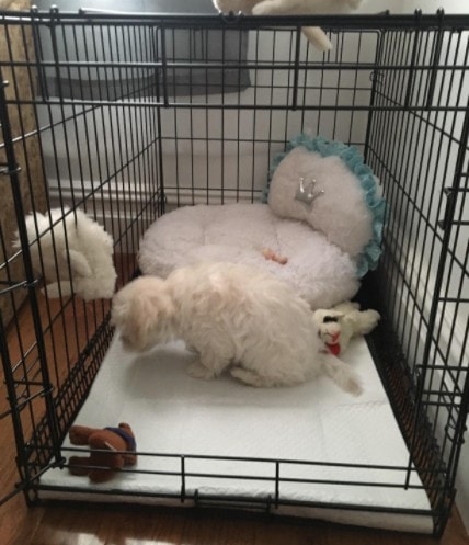 View of Best Crate for a Labradoodle - Top 9 Picks! - We Love Doodles